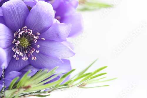 Purple flower and small fir-tree branches