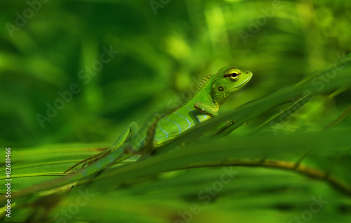 Little green chameleon on a palm leaf