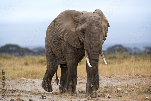  African Elephant