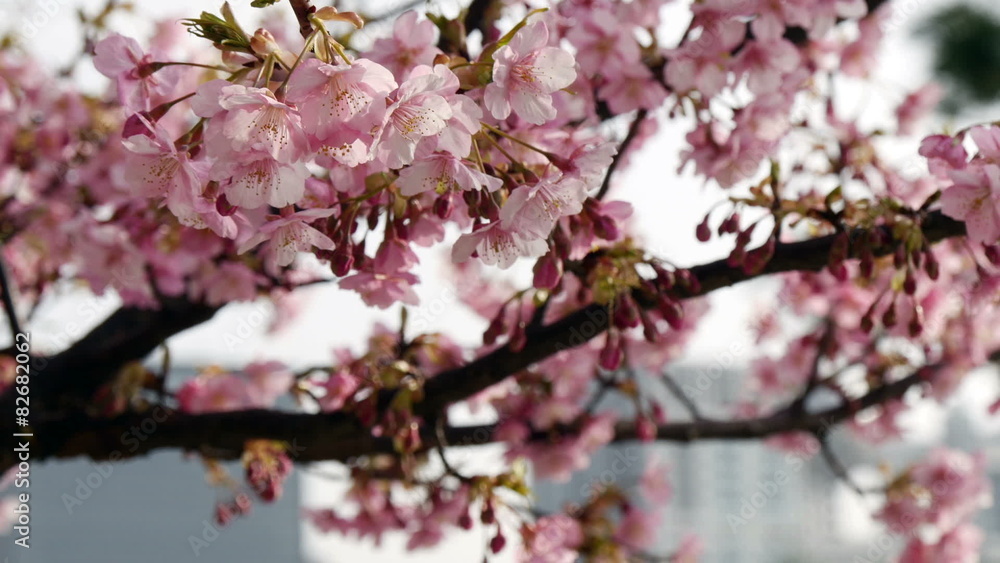 Variation of blooming cherry blossoms in blue skies. Variation of blooming cherry blossoms in blue skies.