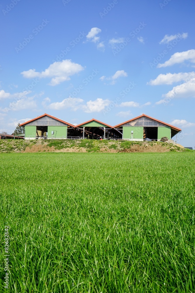 Grüne Wiese mit Rindviehstall im Hintergrund Grüne Wiese mit Rindviehstall im Hintergrund