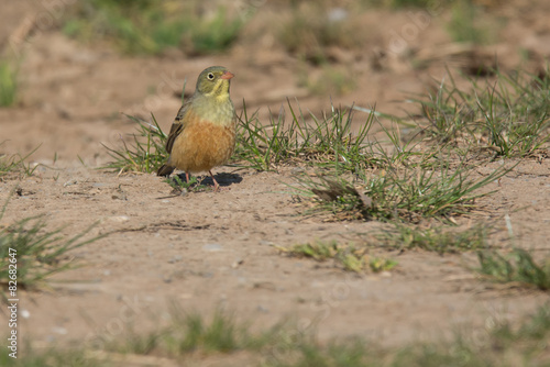 Ortolan (Emberiza hortulana)