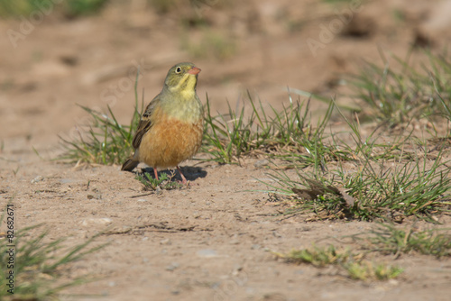 Ortolan (Emberiza hortulana) photo