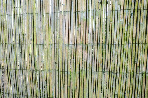 green bamboo fence background