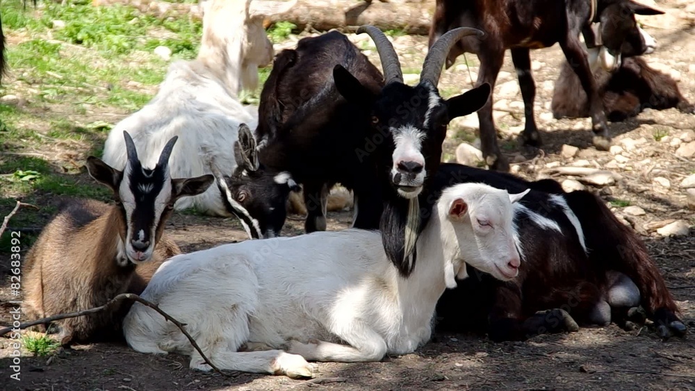Herd of goats in pens at the countryside
Herd of goats in pens at the countryside