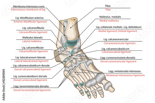 Ligaments and joints of the foot