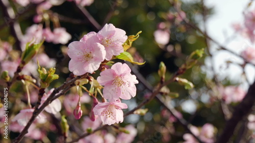 Variation of blooming cherry blossoms in blue skies. photo