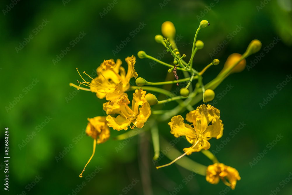 Obraz premium flower