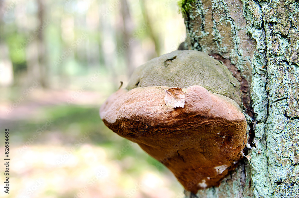 Fototapeta premium Polypore fungus oak tree in the forest