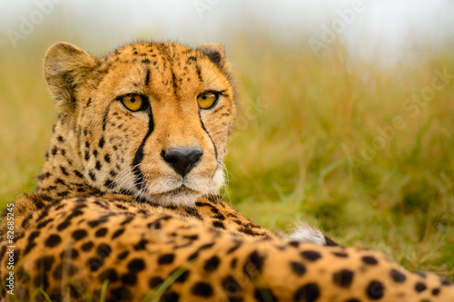 Cheetah (Acinonyx jubatus) staring at the camera