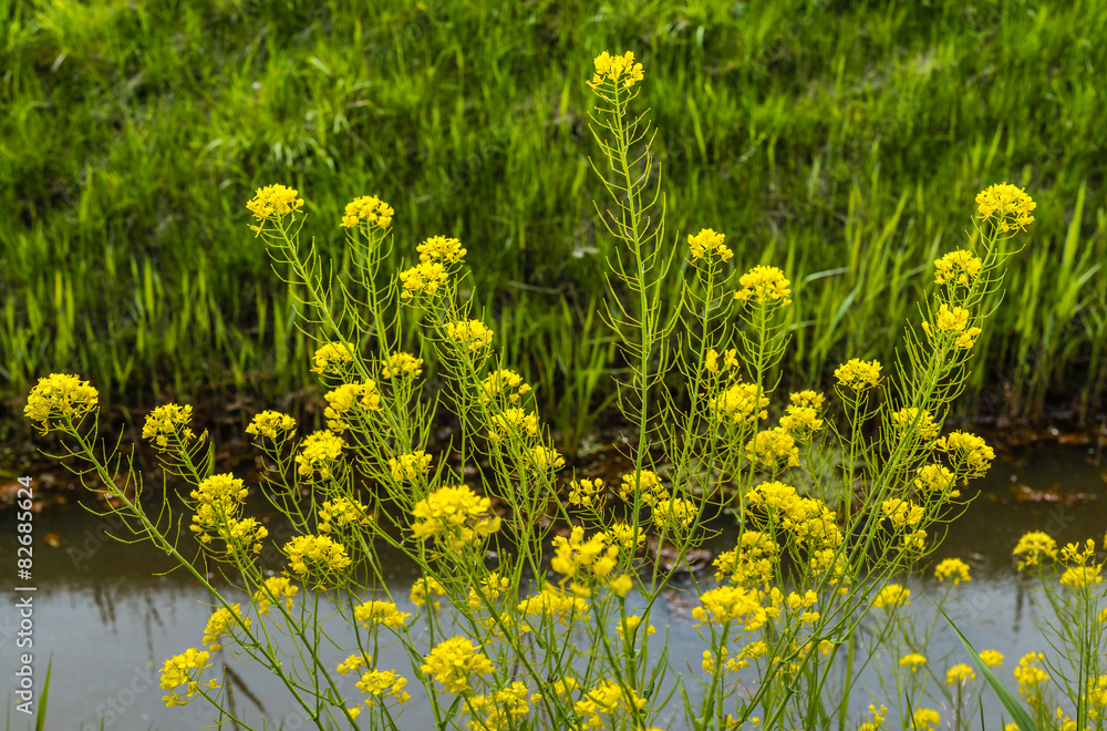 Yellow blooming field mustard at the banks  of a ditch