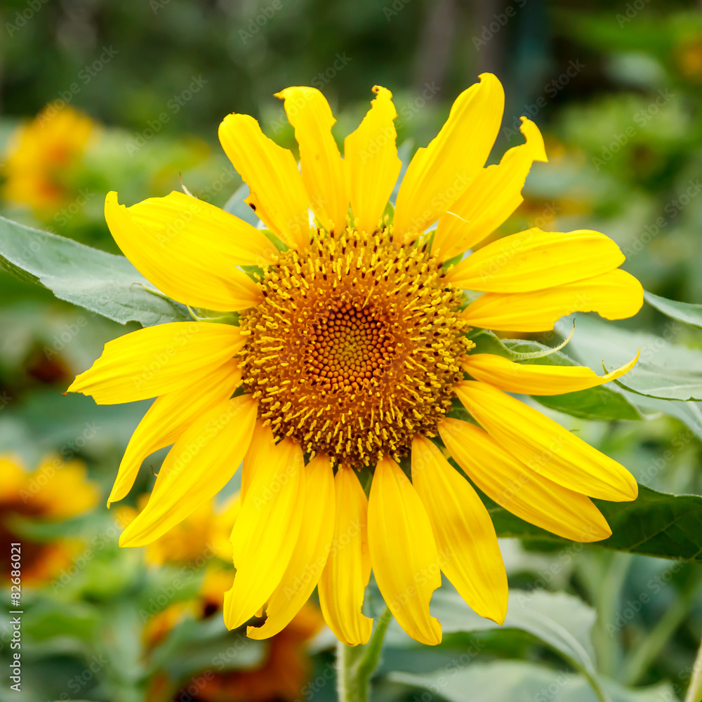 Sunflower Sunflower