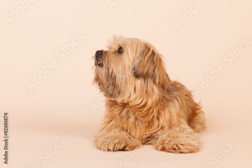 Little long haired dog on beige background