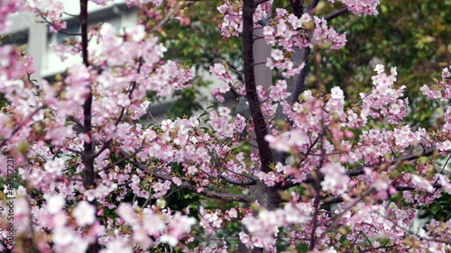 Wallpaper Mural Variation of blooming cherry blossoms in blue skies. Torontodigital.ca