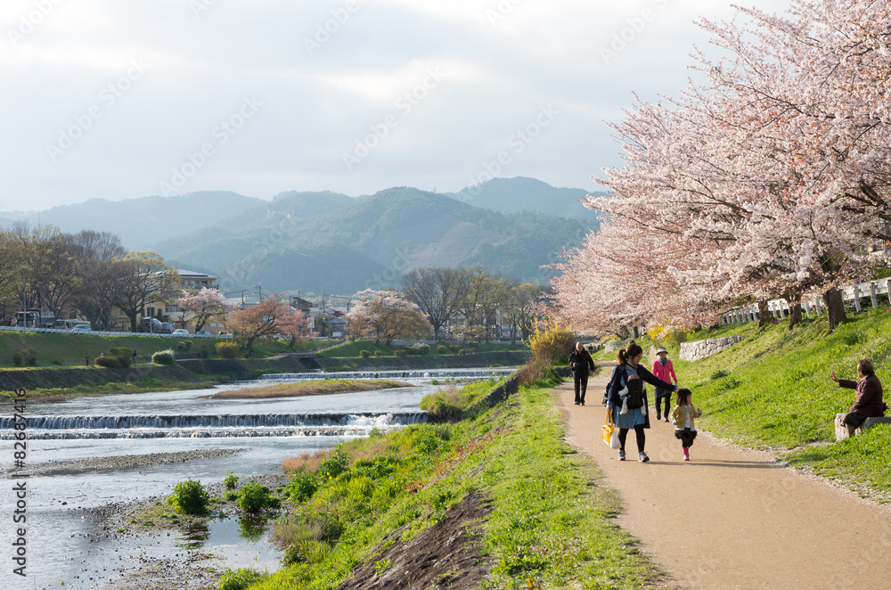 Obraz premium 賀茂川の桜