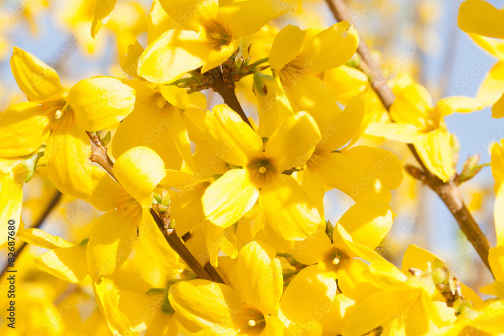 Obraz premium The Manchurian aralia yellow flowers