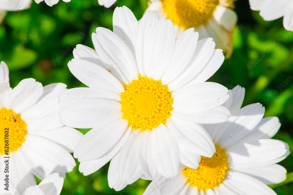 Fototapeta premium Kamille und Bienen