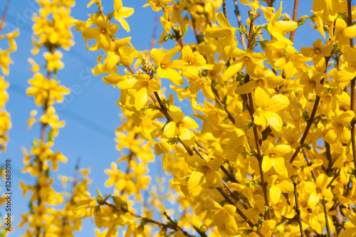 The Manchurian aralia yellow flowers