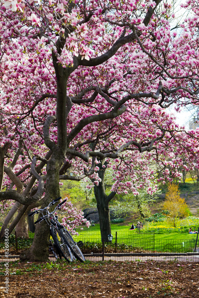 Bicycles Under a Tree in Spring, Central Park New York City Bicycles Under a Tree in Spring, Central Park New York City