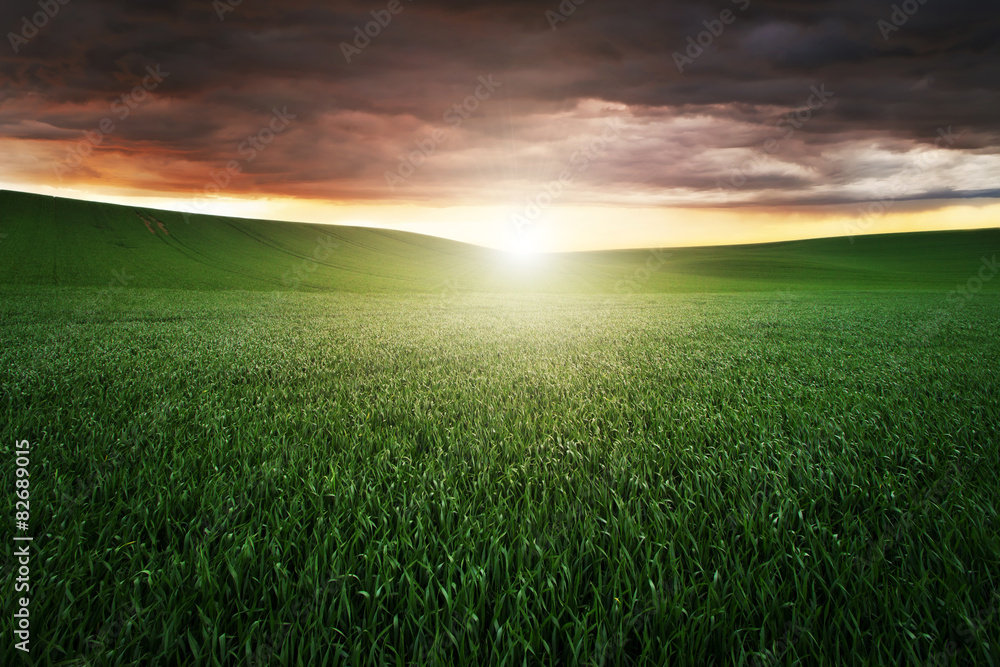 Sunset over the green field