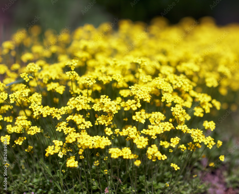 Obraz premium Alyssum flowers