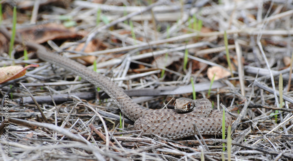 Fototapeta premium fauna