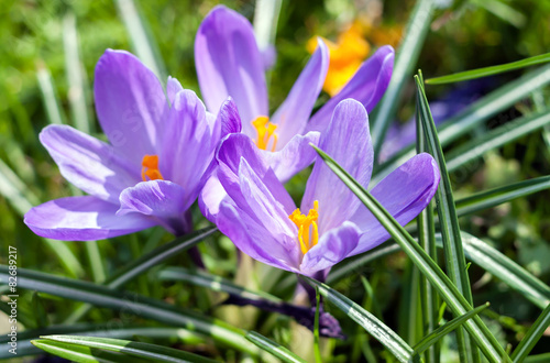 Fototapeta Naklejka Na Ścianę i Meble -  ostern