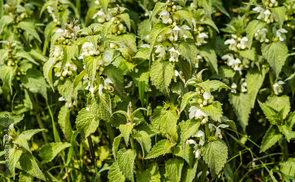 Budding and blooming white dead-nettles from close