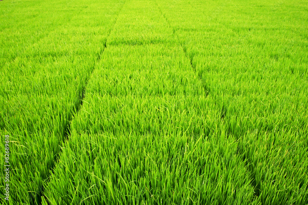 Seedlings for planting rice with machines.