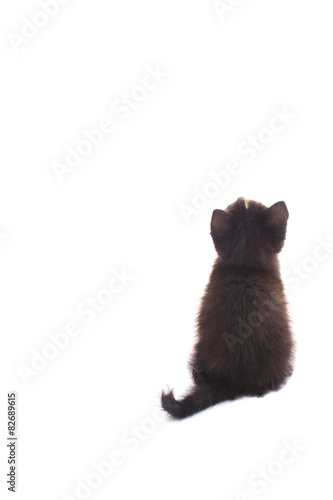 Black kitten