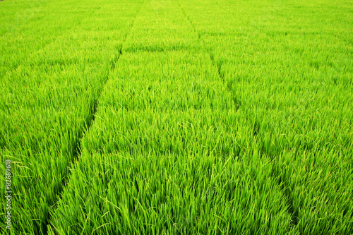 Seedlings for planting rice with machines.