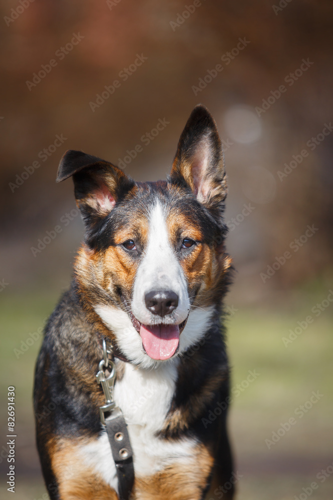 Mixed breed dog in nature Mixed breed dog in nature