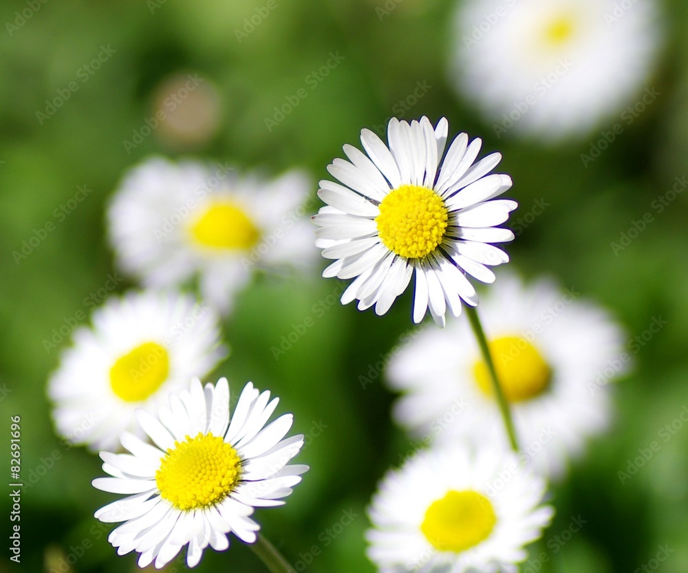 Fototapeta premium Gänseblümchen ganz nah
