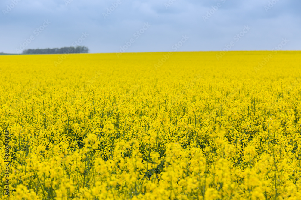 Canola field