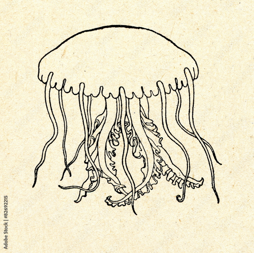 Obraz premium Jellyfish 