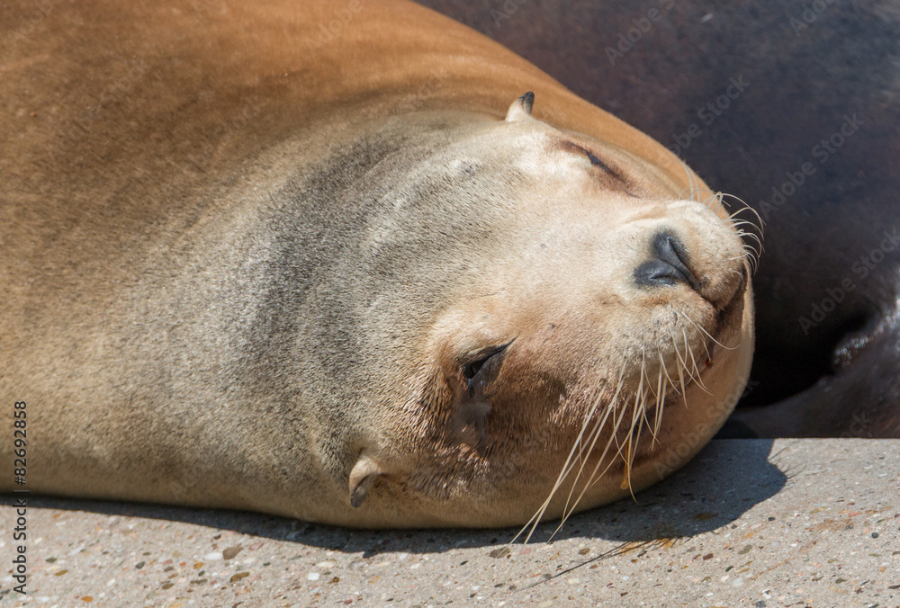 Naklejka premium Basking Sea Lion