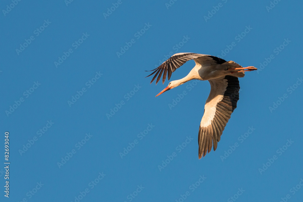 White stork flying overhead White stork flying overhead