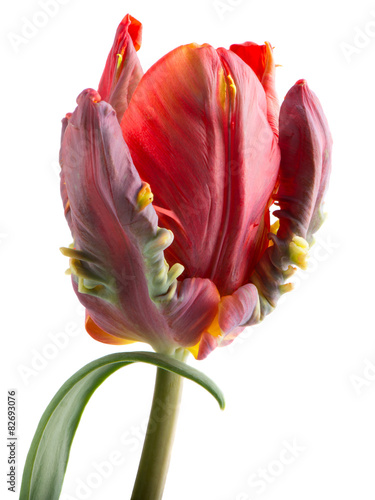 Fototapeta Naklejka Na Ścianę i Meble -  Tulip red and green Rococo with leaf