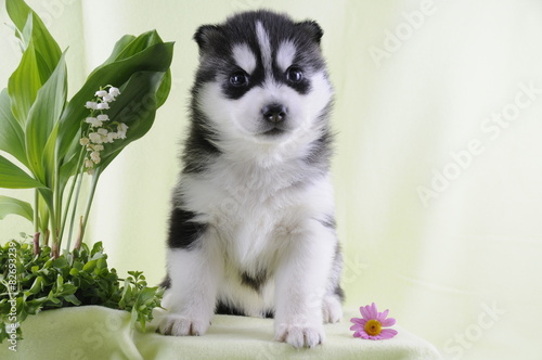 Husky Welpe und Blume