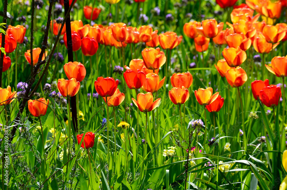Obraz premium Kwitnące tulipany na działce ogród