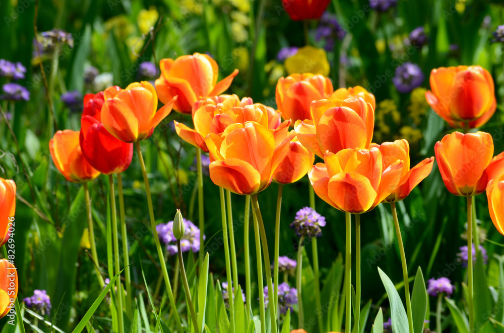 Kwitnące tulipany na działce ogród - obrazy, fototapety, plakaty 