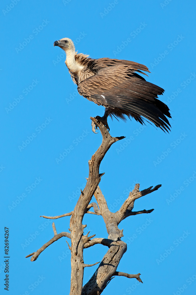 A white-backed vulture on a branch against a blue sky A white-backed vulture on a branch against a blue sky
