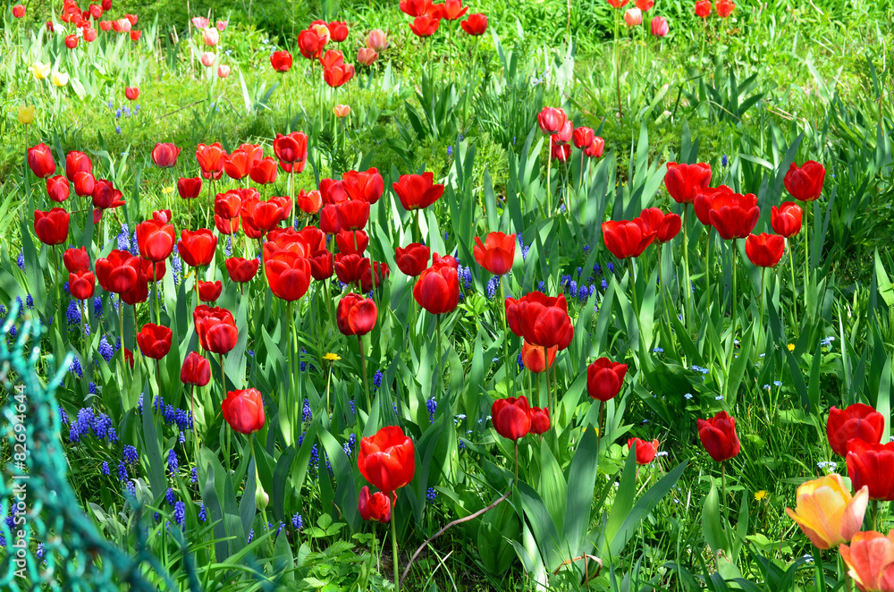 Fototapeta premium Kwitnące tulipany na działce ogród