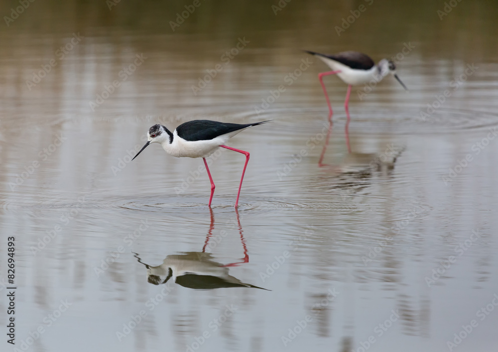 Cavaliere d'italia (Himantopus himantopus) Cavaliere d'italia (Himantopus himantopus)
