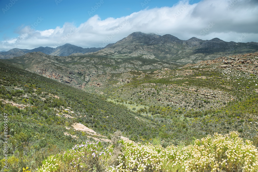 Wild Protea field and mountains in Swartberg pass