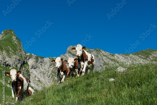 Cows in a high mountain pasture photo