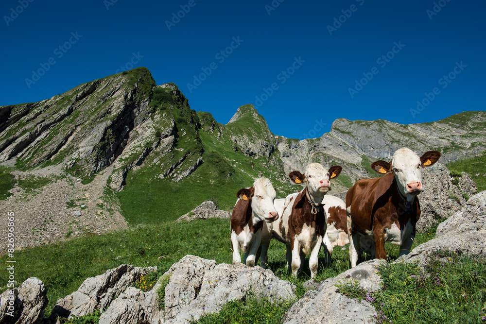 Cows in a high mountain pasture