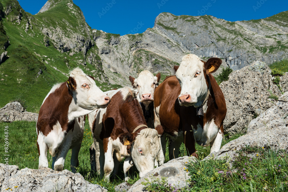 Cows in a high mountain pasture Cows in a high mountain pasture