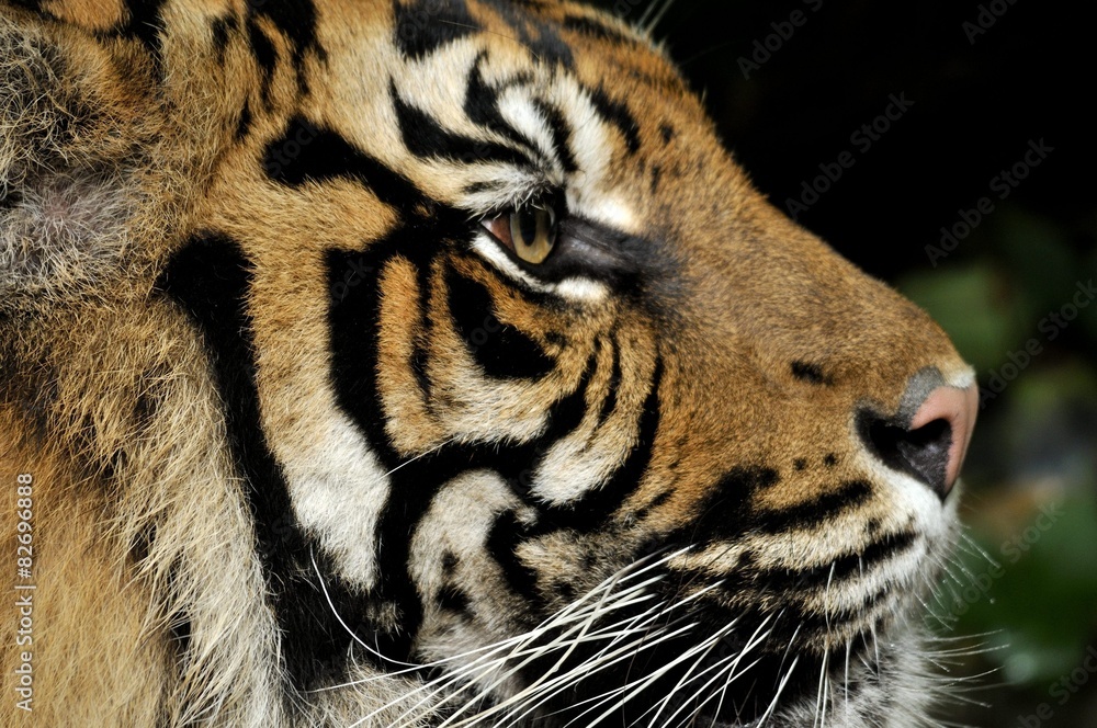Fototapeta premium tiger