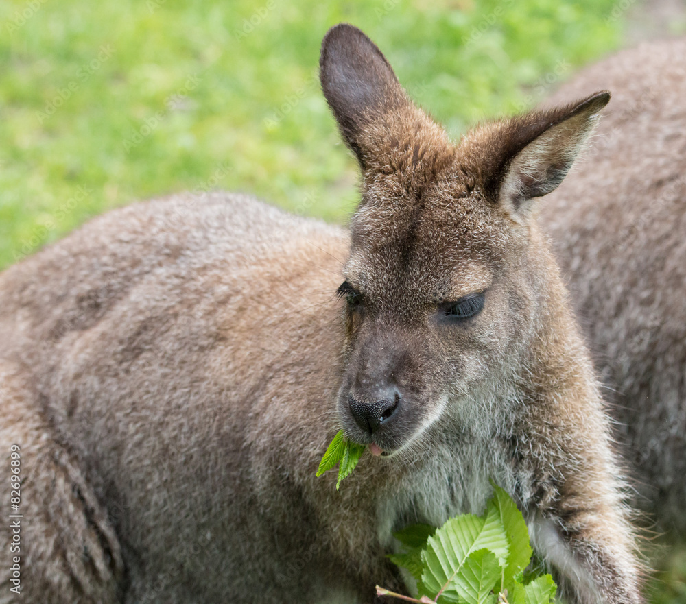 Cute Bennet Kangaroo on a meadow